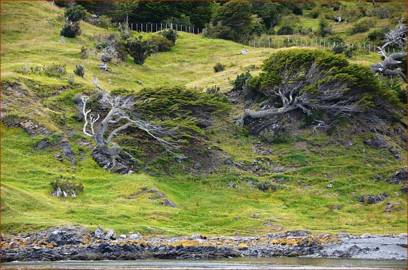 Ushuaia - wind trees